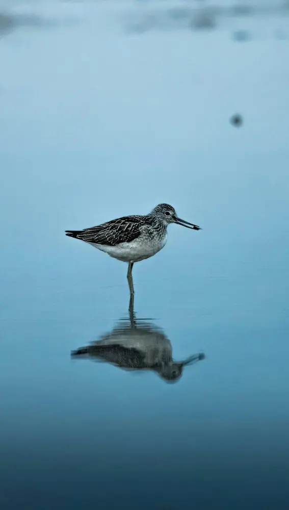 Refugio de aves migratorias Refugio de aves migratorias
