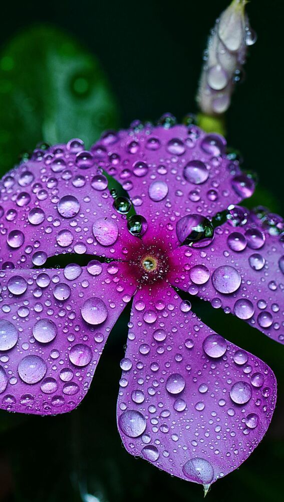 Biodiversidad en Madagascar
