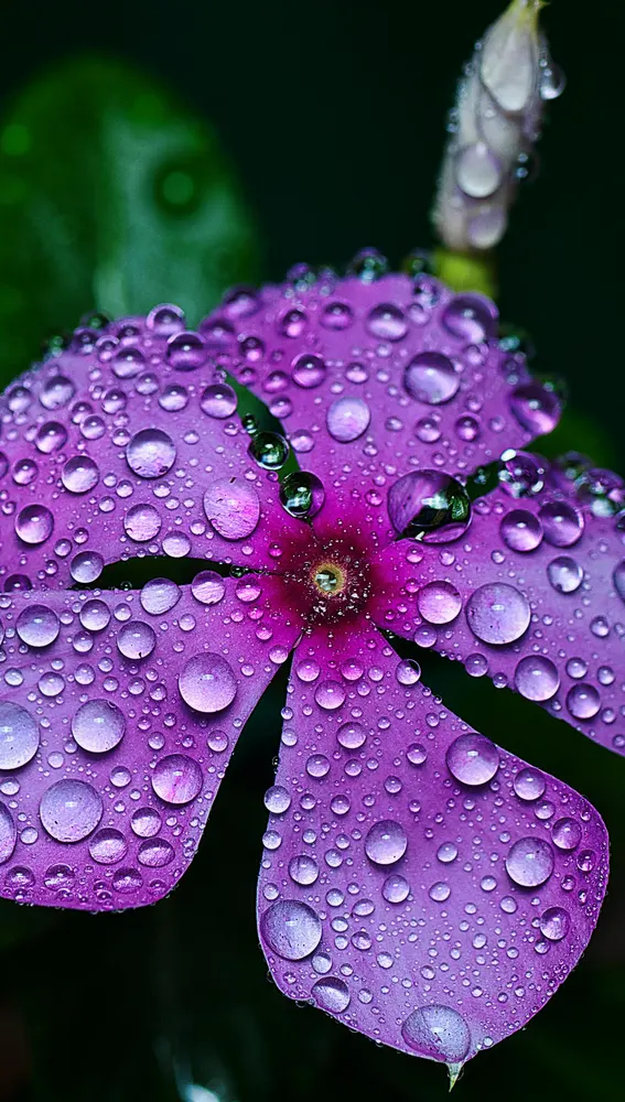 Biodiversidad en Madagascar Biodiversidad en Madagascar