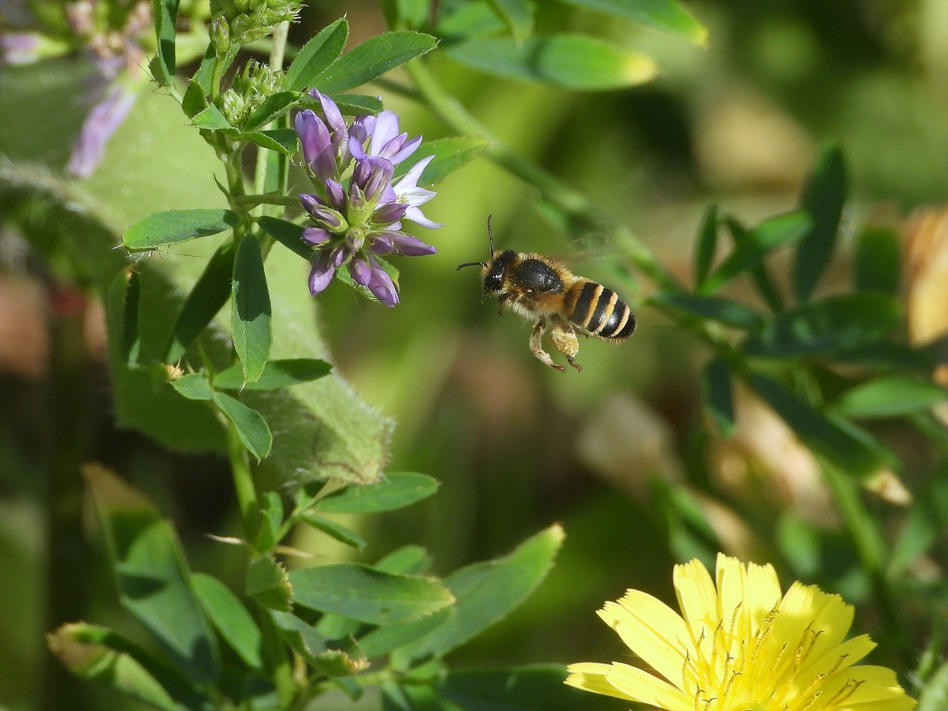 Cómo pueden ayudar los polinizadores a mantener la despensa de La Tierra Cómo pueden ayudar los polinizadores a mantener la despensa de La Tierra