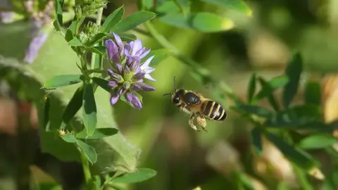 Abeja en una flor de alcornoque. Abeja en una flor de alcornoque.