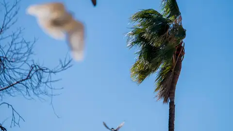 Una palmera movida por el viento. Una palmera movida por el viento.