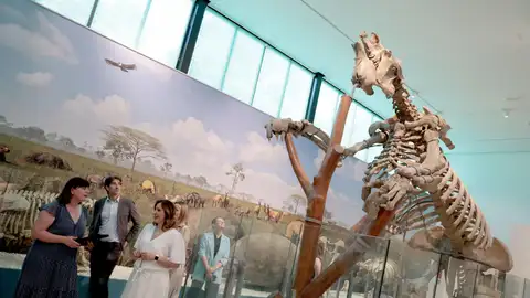 El Paleontològic-Museu de Col·leccions Naturals de València está ubicado en los Jardines del Real. El Paleontològic-Museu de Col·leccions Naturals de València está ubicado en los Jardines del Real.
