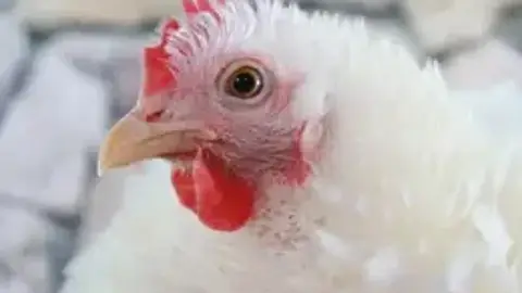 Inmoviliza una explotación de Alcolea del Tajo tras detectar un foco de Influenza Aviar Inmoviliza una explotación de Alcolea del Tajo tras detectar un foco de Influenza Aviar