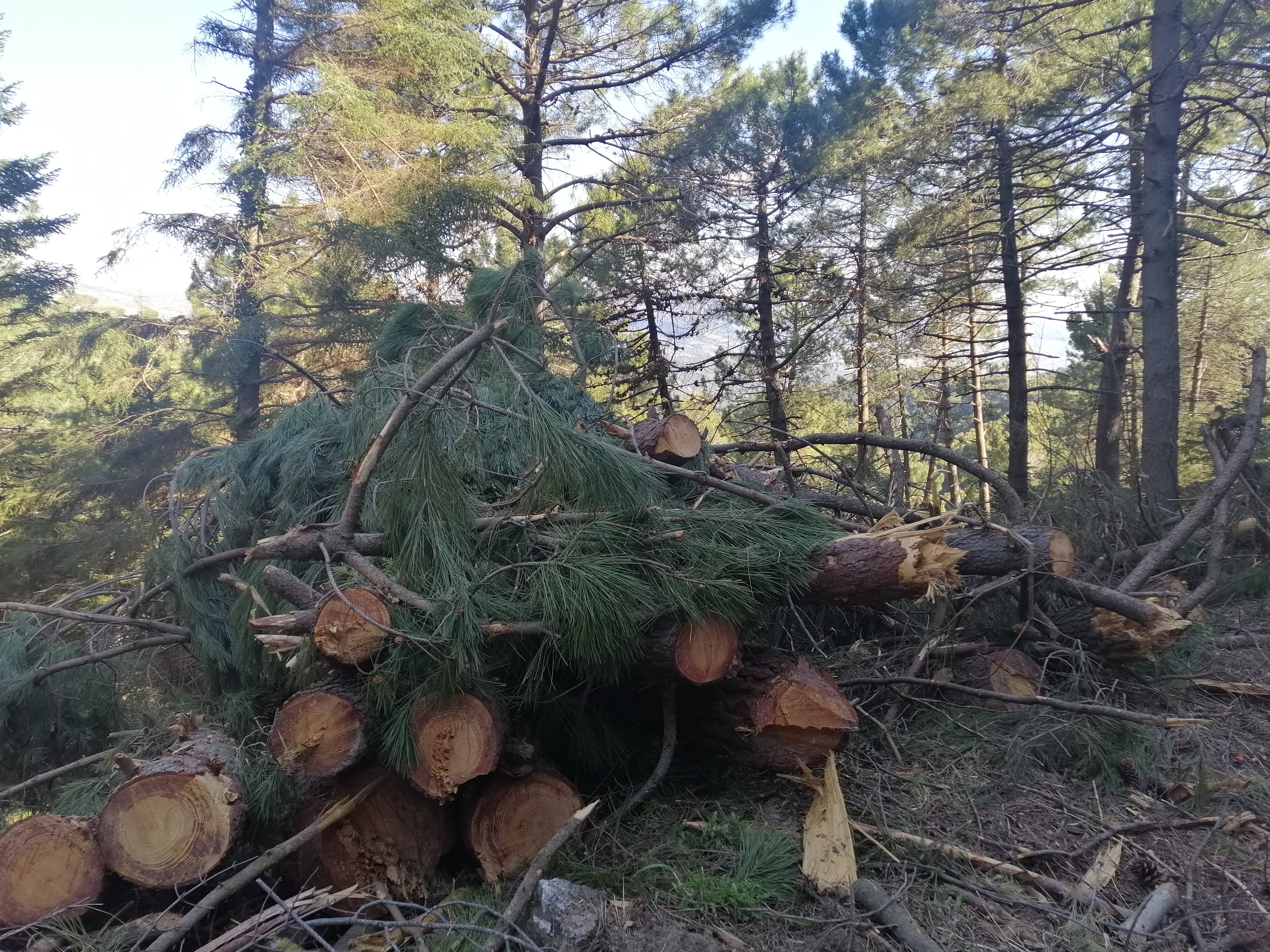 La Diputación limpia montes de El Burgo y Yunquera y extrae más de 562 toneladas de madera para biomasa La Diputación limpia montes de El Burgo y Yunquera y extrae más de 562 toneladas de madera para biomasa