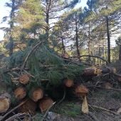 La Diputación limpia montes de El Burgo y Yunquera y extrae más de 562 toneladas de madera para biomasa