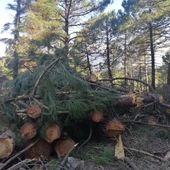 La Diputación limpia montes de El Burgo y Yunquera y extrae más de 562 toneladas de madera para biomasa La Diputación limpia montes de El Burgo y Yunquera y extrae más de 562 toneladas de madera para biomasa