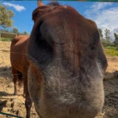 Un caballo de todos los caballos del mundo 