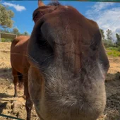Un caballo de todos los caballos del mundo Un caballo de todos los caballos del mundo