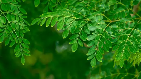 La planta apodada 'el árbol de la vida': cargada de potasio y magnesio y es antiinflamatoria La planta apodada 'el árbol de la vida': cargada de potasio y magnesio y es antiinflamatoria
