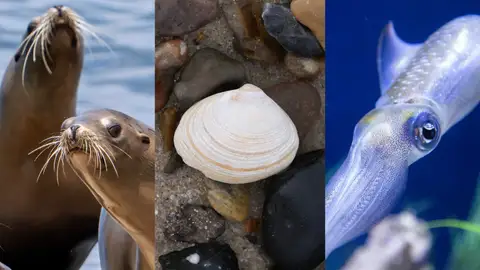 La sorprendente conexión entre una foca, una almeja y un calamar La sorprendente conexión entre una foca, una almeja y un calamar