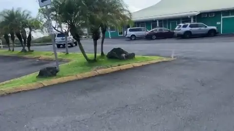 Hawaii emite una alerta en todo el archipiélago con la hora que se espera que ocurra el tsunami Hawaii emite una alerta en todo el archipiélago con la hora que se espera que ocurra el tsunami