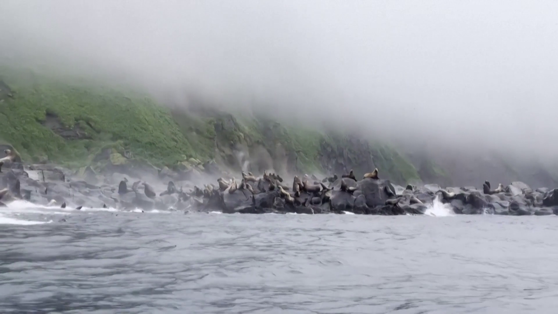 El vídeo que muestra cómo una manada de leones marinos se ven sorprendidos por el terremoto en Rusia El vídeo que muestra cómo una manada de leones marinos se ven sorprendidos por el terremoto en Rusia