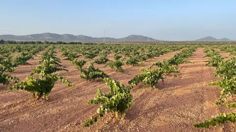 Apag Extremadura Asaja reclama precios justos para la uva en una campaña de menos producción y calidad excelente Apag Extremadura Asaja reclama precios justos para la uva en una campaña de menos producción y calidad excelente