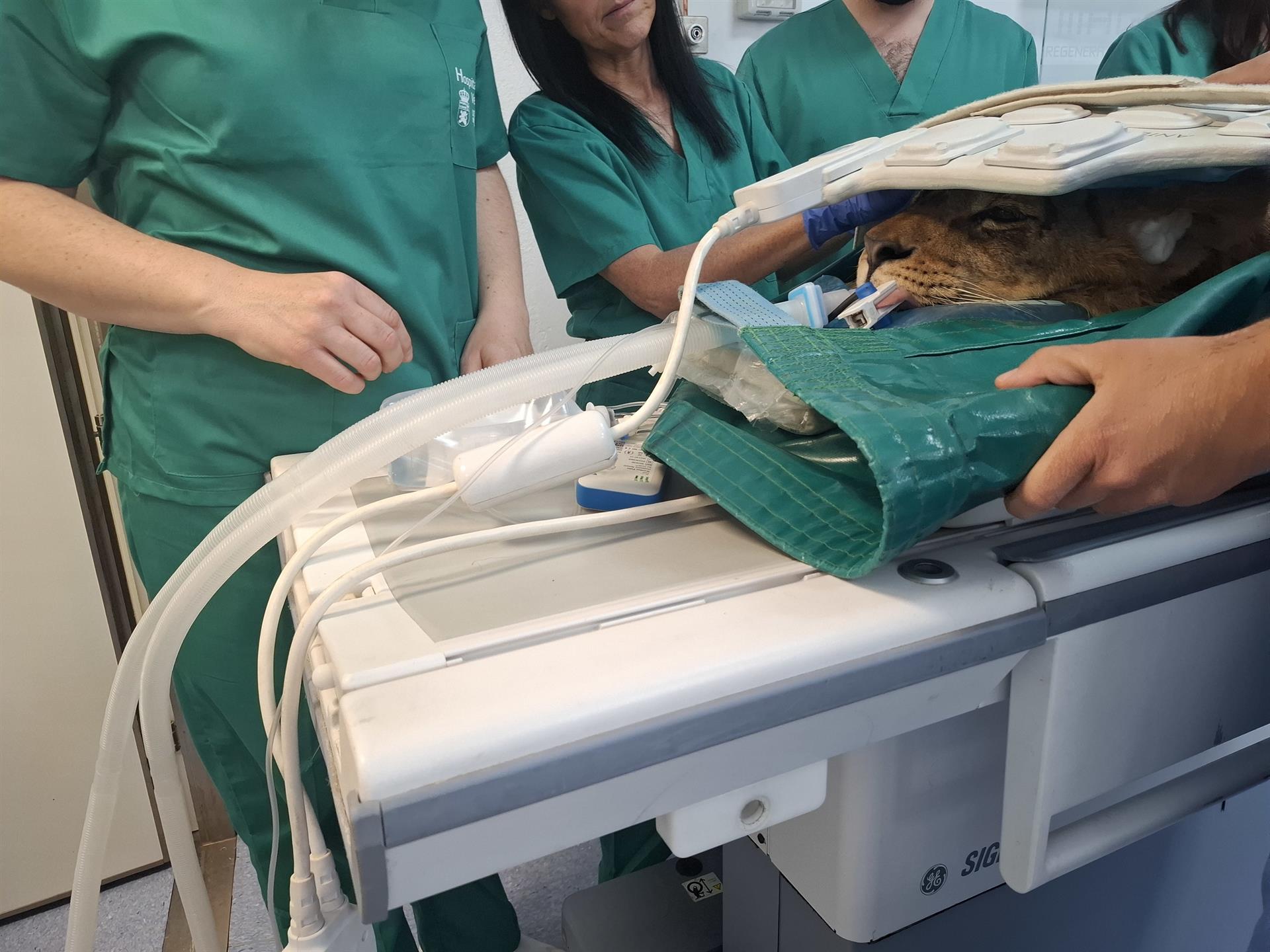 Dos leones africanos de Cabárceno recuperan movilidad con un tratamiento pionero Dos leones africanos de Cabárceno recuperan movilidad con un tratamiento pionero
