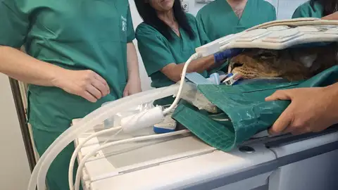 Dos leones africanos de Cabárceno recuperan movilidad con un tratamiento pionero Dos leones africanos de Cabárceno recuperan movilidad con un tratamiento pionero