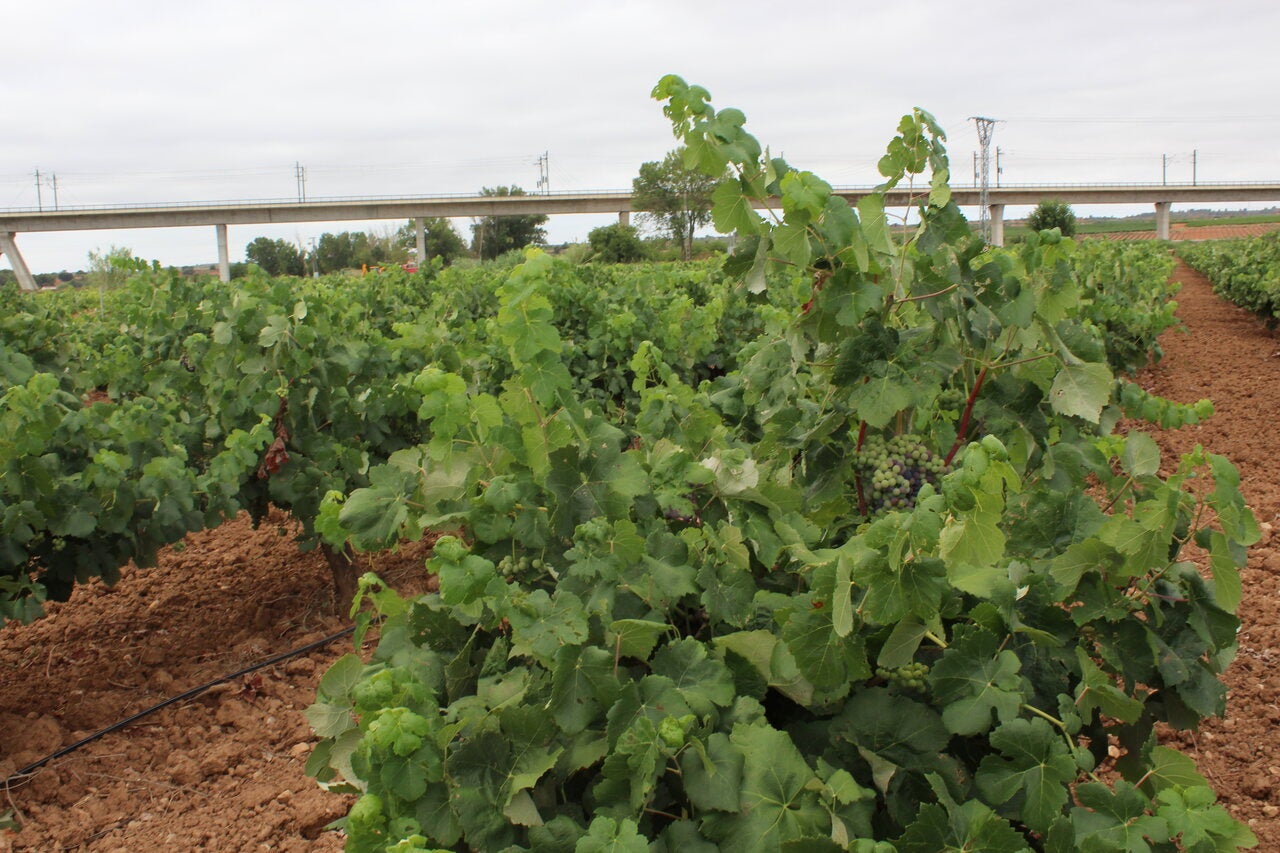 La Unió Llauradora prevé una cosecha de uva de vino de gran calidad en la Comunitat Valenciana tras años de sequía La Unió Llauradora prevé una cosecha de uva de vino de gran calidad en la Comunitat Valenciana tras años de sequía
