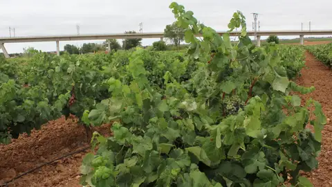 La Unió Llauradora prevé una cosecha de uva de vino de gran calidad en la Comunitat Valenciana tras varios años marcados por la sequía La Unió Llauradora prevé una cosecha de uva de vino de gran calidad en la Comunitat Valenciana tras varios años marcados por la sequía