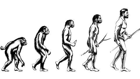 Evoluci&oacute;n humana