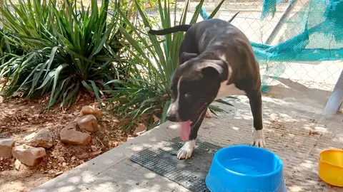 Ares, el perro abandonado y atado para que muriera Ares, el perro abandonado y atado para que muriera