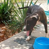 Ares, el perro abandonado y atado para que muriera Ares, el perro abandonado y atado para que muriera