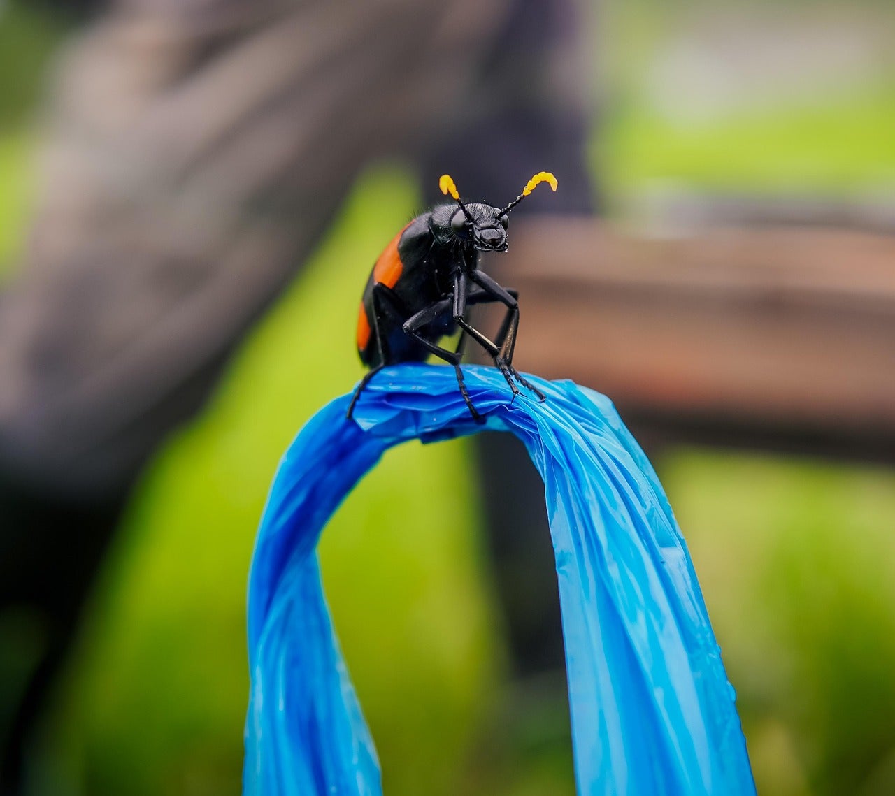 Alerta con este insecto: está en España y su veneno es cinco veces más potente que el de una víbora Alerta con este insecto: está en España y su veneno es cinco veces más potente que el de una víbora