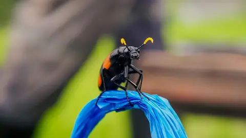 Alerta con este insecto: ya está en España y su veneno es cinco veces más potente que el de una víbora Alerta con este insecto: ya está en España y su veneno es cinco veces más potente que el de una víbora