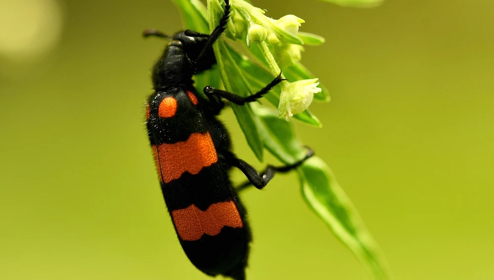 Escarabajo ampolla Escarabajo ampolla