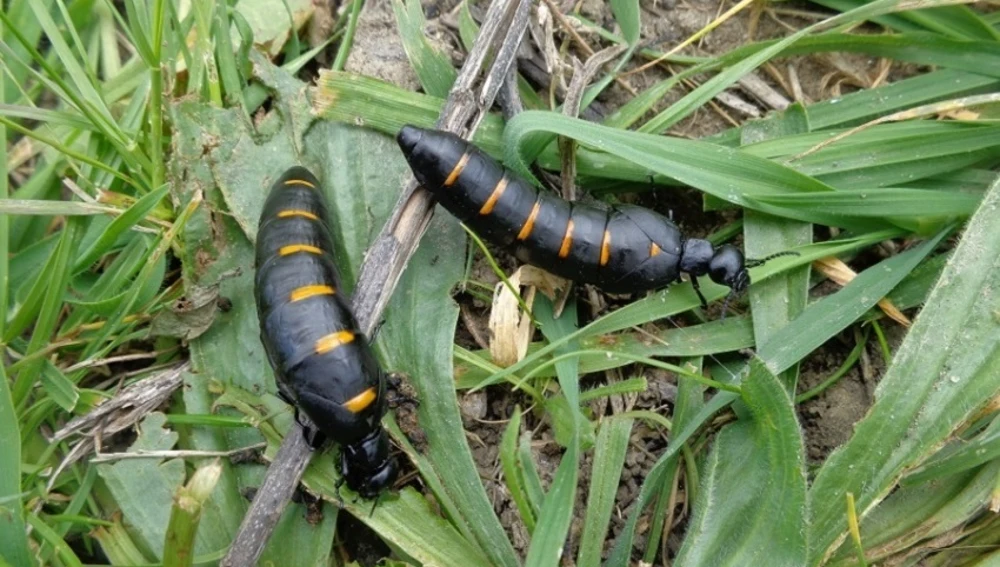 Alerta con este insecto: ya está en España y su veneno es cinco veces más potente que el de una víbora Alerta con este insecto: ya está en España y su veneno es cinco veces más potente que el de una víbora