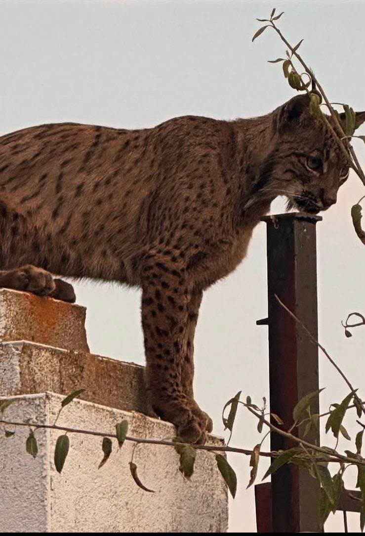 Los vecino de Argés (Toledo) se sorprenden al ver un lince ibérico paseando por sus calles Los vecino de Argés (Toledo) se sorprenden al ver un lince ibérico paseando por sus calles