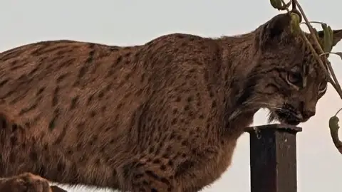 Los vecino de Argés (Toledo) se sorprenden al ver un lince ibérico paseando por sus calles Los vecino de Argés (Toledo) se sorprenden al ver un lince ibérico paseando por sus calles