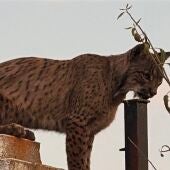 Los vecino de Argés (Toledo) se sorprenden al ver un lince ibérico paseando por sus calles