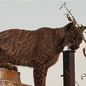 Los vecino de Argés (Toledo) se sorprenden al ver un lince ibérico paseando por sus calles Los vecino de Argés (Toledo) se sorprenden al ver un lince ibérico paseando por sus calles