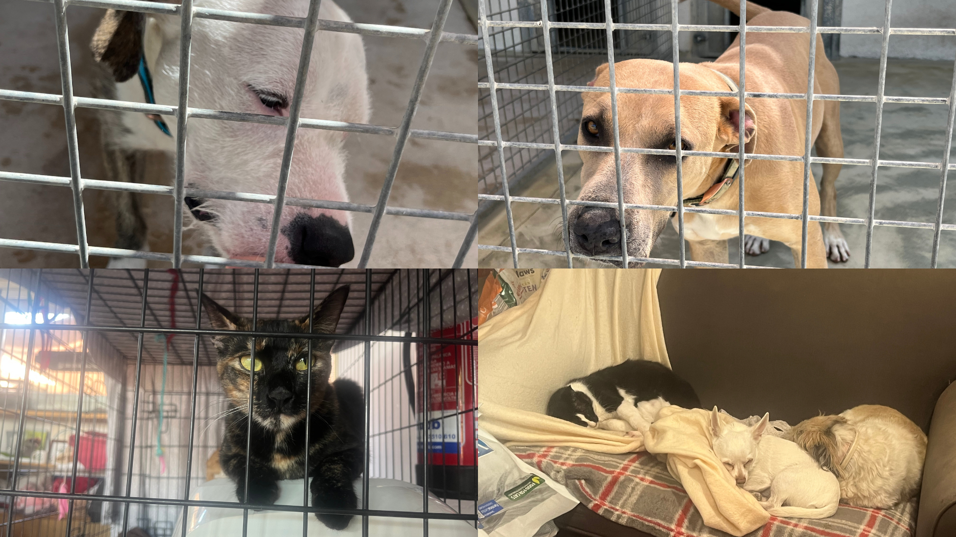 ¿Es cierto que se abandonan más animales en verano?: la realidad del desamparo animal ¿Es cierto que se abandonan más animales en verano?: la realidad del desamparo animal