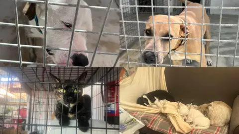 Gatos y perros de la protectora Abrazo Animal Gatos y perros de la protectora Abrazo Animal
