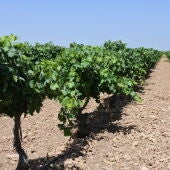 Viñas CLM