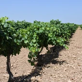 Viñas CLM Viñas CLM