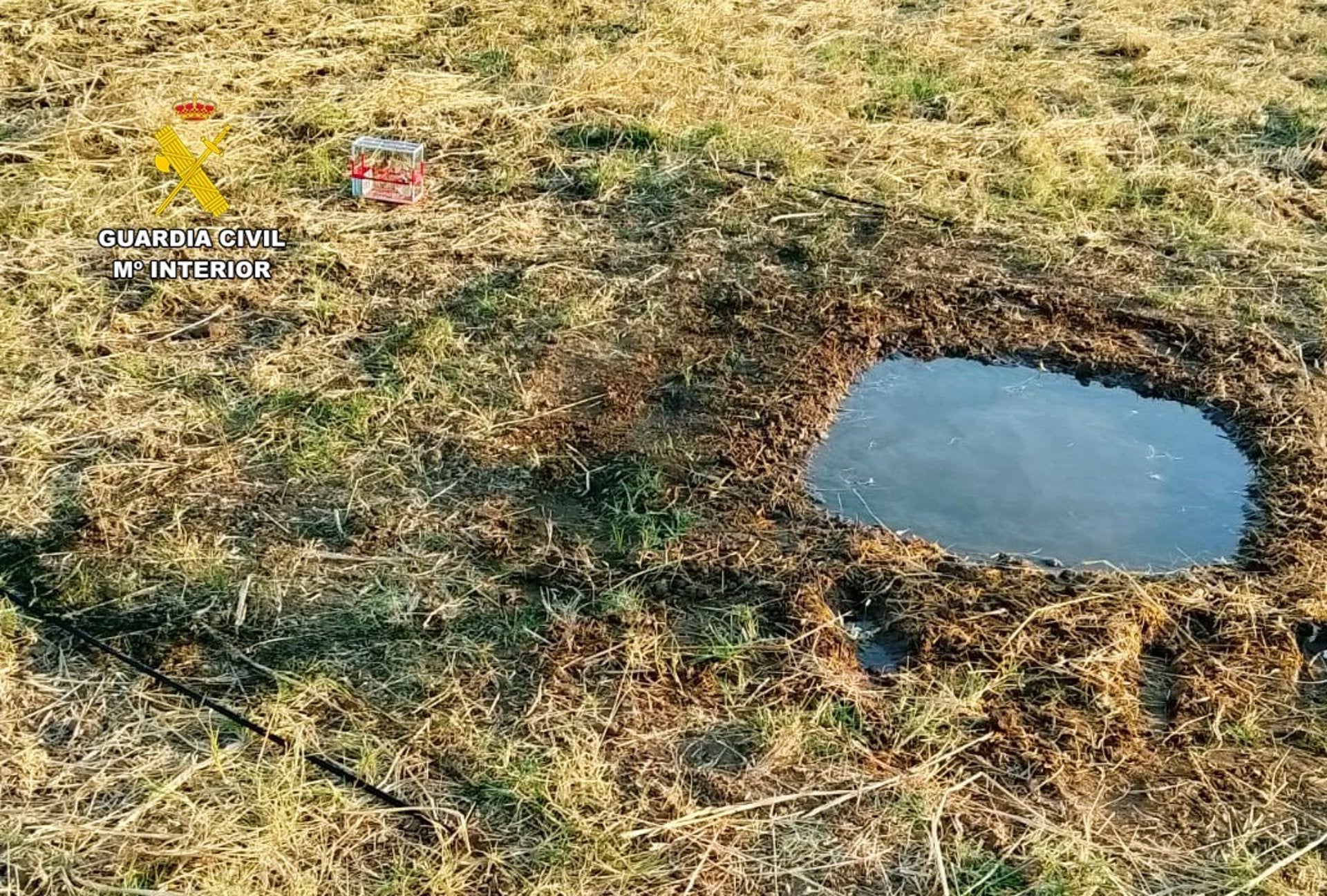 La Guardia Civil sorprende a un vecino de Badajoz cuando cazaba ilegalmente usando jilgueros para atraer aves La Guardia Civil sorprende a un vecino de Badajoz cuando cazaba ilegalmente usando jilgueros para atraer aves