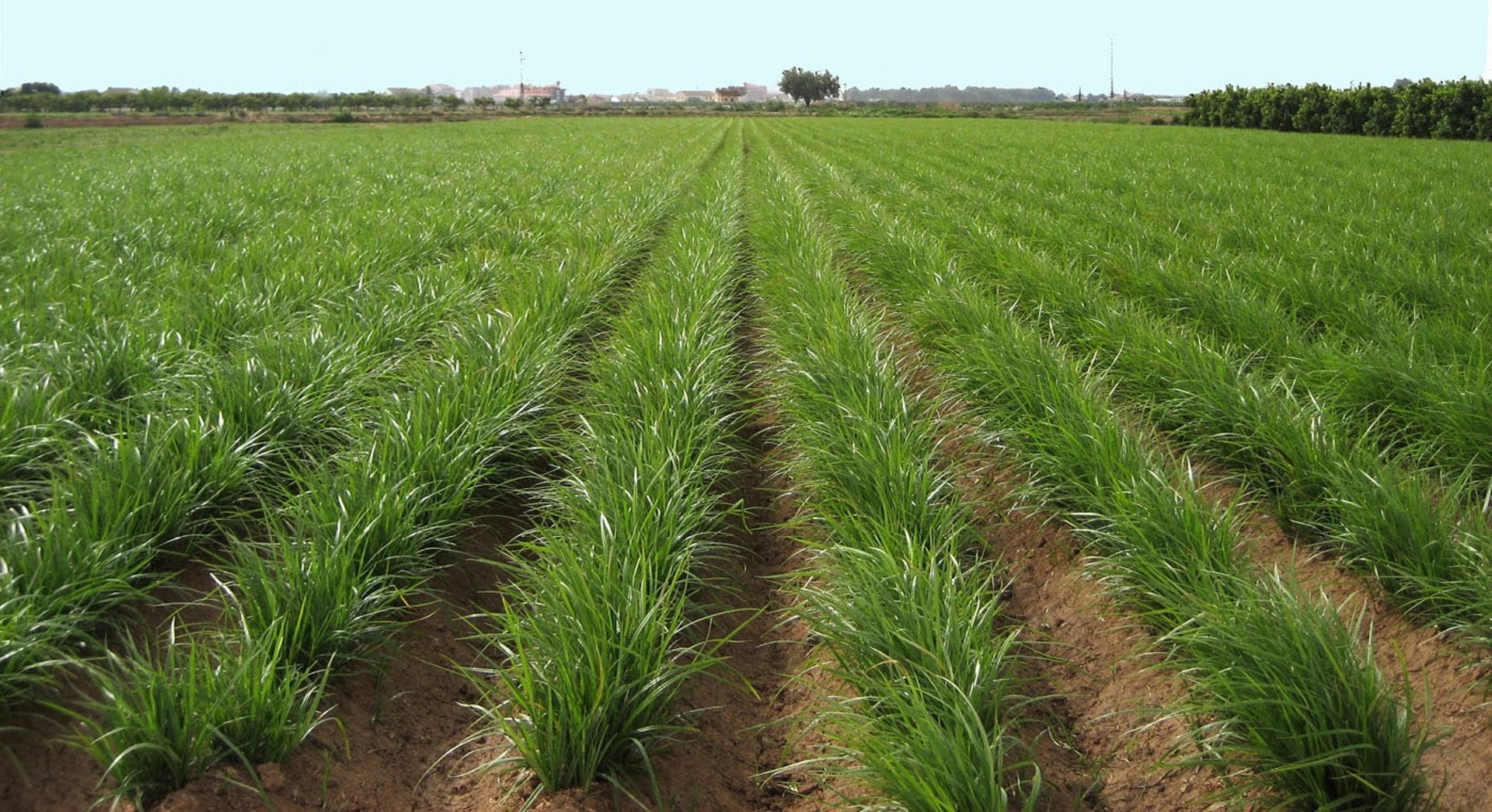AVA-Asaja exige soluciones frente a la mancha negra que mengua la cosecha de la chufa AVA-Asaja exige soluciones frente a la mancha negra que mengua la cosecha de la chufa