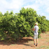 Citricultor en un campo de naranjas