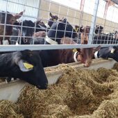 Confirmado un caso de lengua azul en cabras de serotipo tres en Andalucía