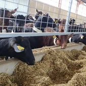Confirmado un caso de lengua azul en cabras de serotipo tres en Andalucía Confirmado un caso de lengua azul en cabras de serotipo tres en Andalucía