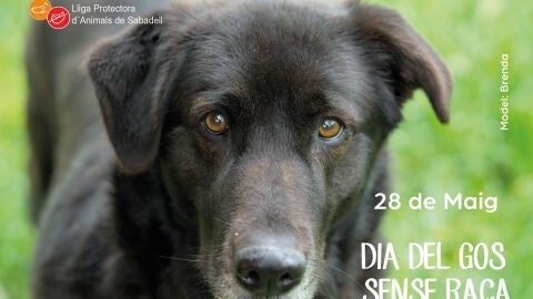 L’abandonament animal a l’estiu: una conversa amb la responsable d’una protectora de Sabadell