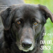 L’abandonament animal a l’estiu: una conversa amb la responsable d’una protectora de Sabadell