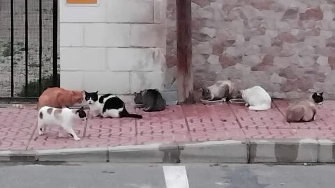 Santa Pola apoya a los voluntarios de las colonias felinas que sufren agresiones