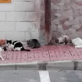 Santa Pola apoya a los voluntarios de las colonias felinas que sufren agresiones