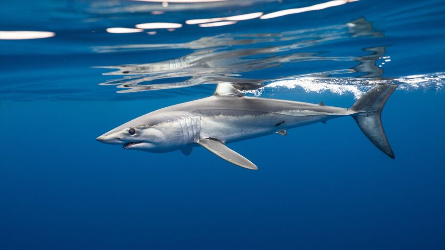 AZTI marca por primera vez un tibur&oacute;n marrajo dientuso en el golfo de Bizkaia en un proyecto para su conservaci&oacute;n