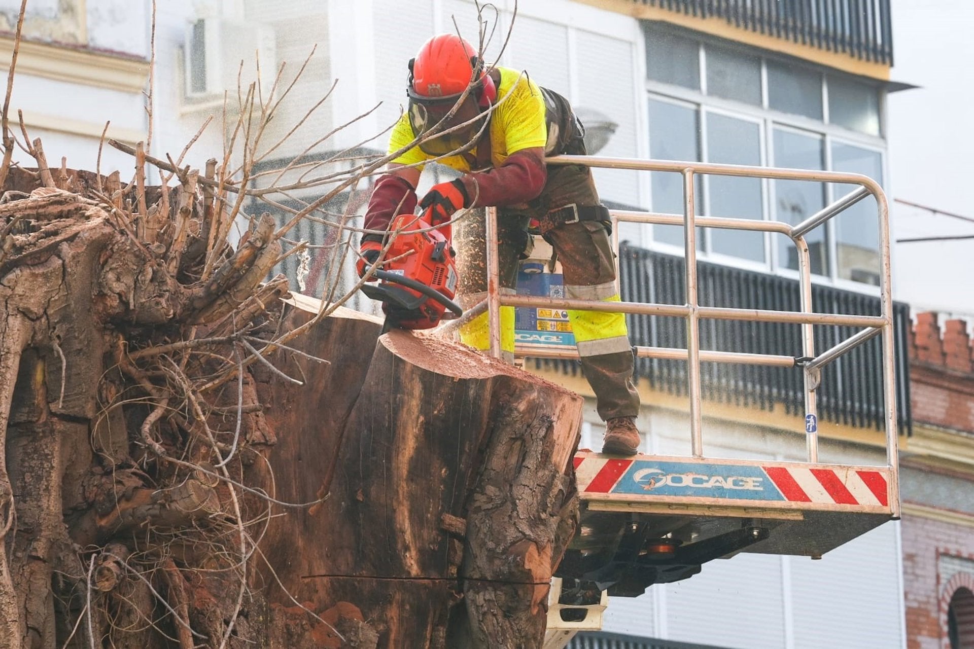 El Ayuntamiento retira finalmente el ficus de San Jacinto tres años después de su primera tala El Ayuntamiento retira finalmente el ficus de San Jacinto tres años después de su primera tala