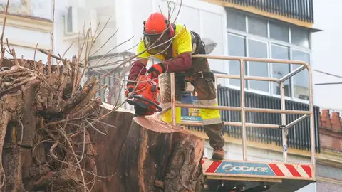 Operarios talan finalmente el ficus de San Jacinto, en el barrio sevillano de Triana. - FRANCISCO OLMO / EUROPA PRESS Operarios talan finalmente el ficus de San Jacinto, en el barrio sevillano de Triana. - FRANCISCO OLMO / EUROPA PRESS