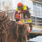 Operarios talan finalmente el ficus de San Jacinto, en el barrio sevillano de Triana. - FRANCISCO OLMO / EUROPA PRESS Operarios talan finalmente el ficus de San Jacinto, en el barrio sevillano de Triana. - FRANCISCO OLMO / EUROPA PRESS